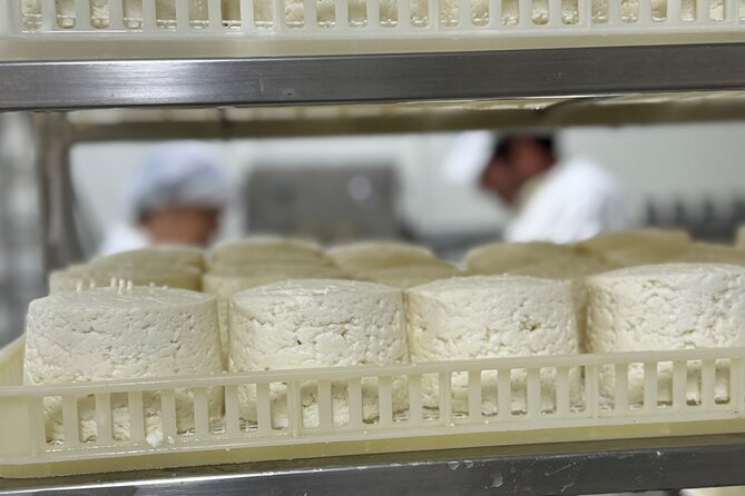 Lisbon Cheese Factory Visit, Wine Tasting and Tile Painting Tour - Price and value for a full day of craft, food, and transport
