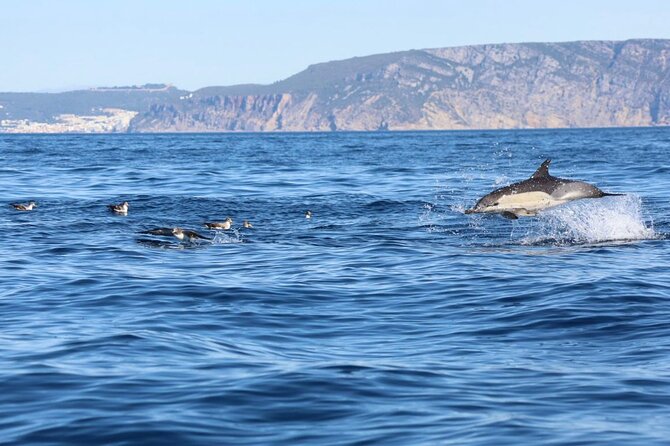 Lisbon Dolphin Watching Ocean Safari - Key highlights you should know before you go