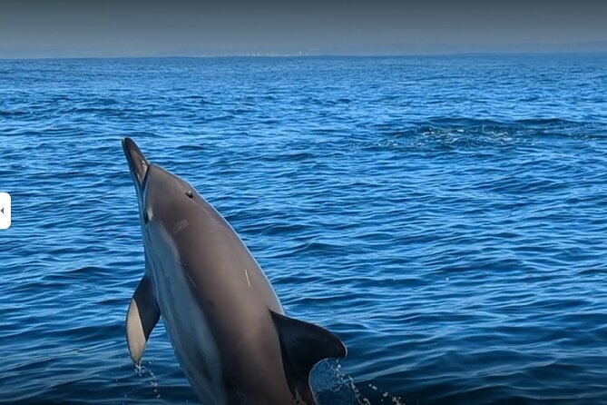 Lisbon Dolphin Watching Ocean Safari - From Doca Alcântara to the water, the setup is simple