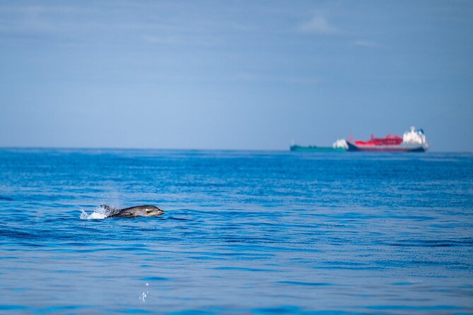 Lisbon Dolphin Watching Ocean Safari - River scan to Atlantic hotspots, how the route actually works