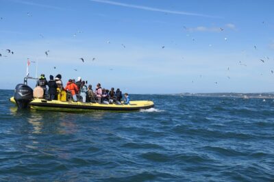 Lisbon Dolphin Watching Ocean Safari