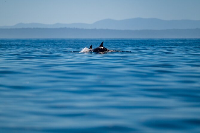 Lisbon Dolphin Watching Ocean Safari - The biologists on board, what you’ll learn in plain language