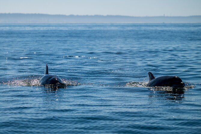 Lisbon Dolphin Watching Ocean Safari - Two Belém landmarks you pass, and why they fit this tour