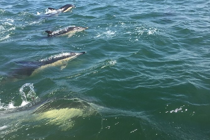 Lisbon Dolphin Watching Ocean Safari - Dolphin moments: close, calm, and respectful when it’s working