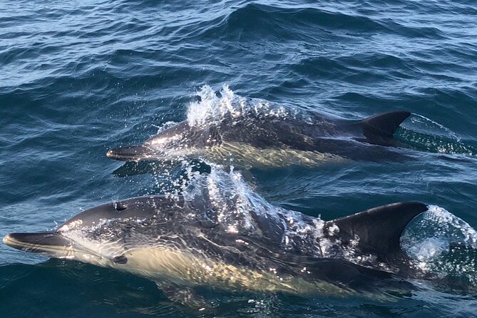 Lisbon Dolphin Watching Ocean Safari - What to bring so the ride stays fun, not miserable