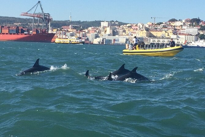 Lisbon Dolphin Watching Ocean Safari - Price and value: is 72.08 a fair deal for this kind of outing?