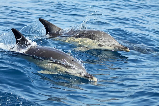 Lisbon: Dolphin Watching with a Marine Biologist - Ocean Safari - The Tagus Estuary to Open Atlantic: Fast Sailing, Less Sea Sickness