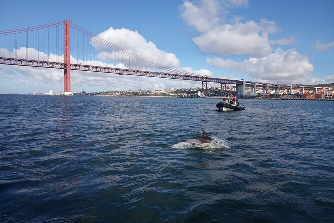 Lisbon: Dolphin Watching with a Marine Biologist - Ocean Safari - Weather, Cold Wind, and Motion: What to Pack so You Enjoy It