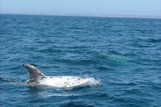 Lisbon: Dolphin Watching with a Marine Biologist - Ocean Safari - Price and Value at $62.88 for a 3 Hour Atlantic Safari