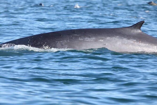 Lisbon: Dolphin Watching with a Marine Biologist - Ocean Safari - Who This Safari Fits Best (and Who Might Be Happier Elsewhere)