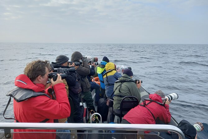 Lisbon: Dolphin Watching with a Marine Biologist - Ocean Safari - Quick Practical Notes Before You Go
