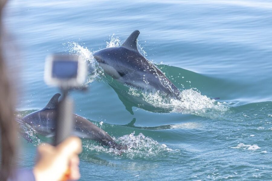 Lisbon: Dolphin Watching with Marine Biologist - Key highlights at a glance