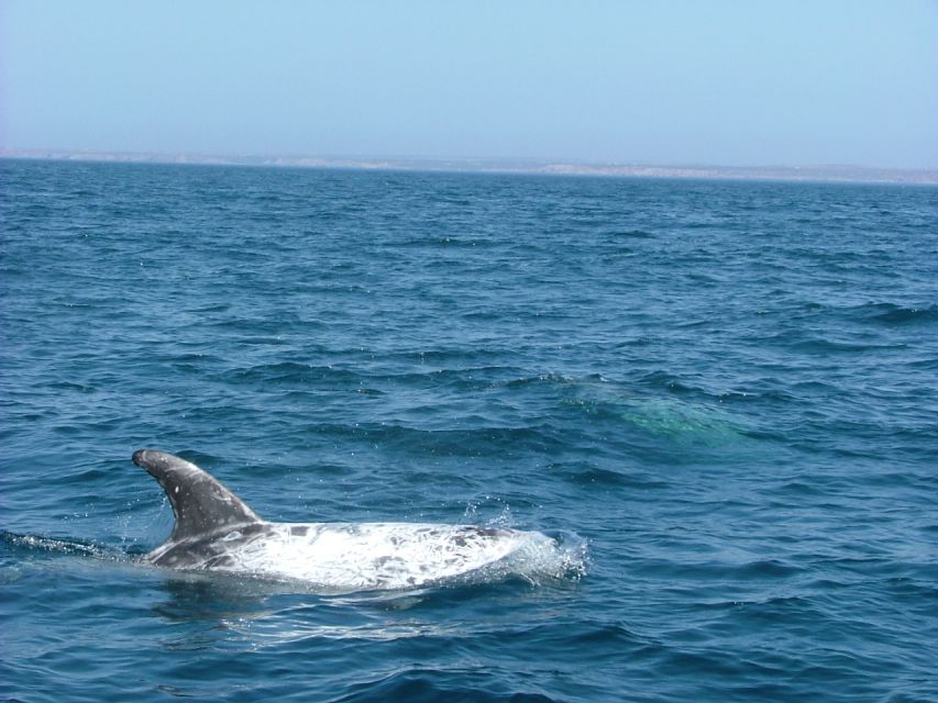 Lisbon: Dolphin Watching with Marine Biologist - Who should book this dolphin watching trip, and who should skip it