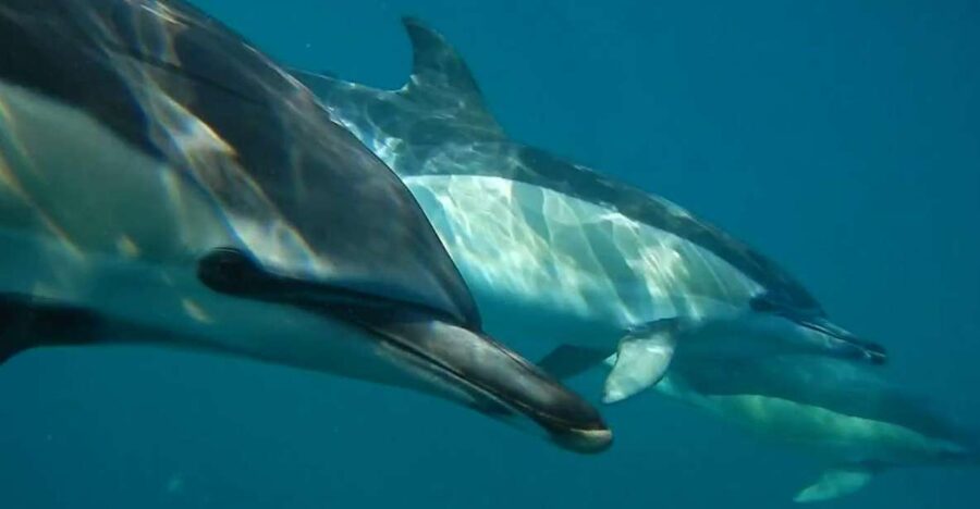 Lisbon: Dolphin Watching with Marine Biologist - From Alcântara to open water, this is a real search for wildlife