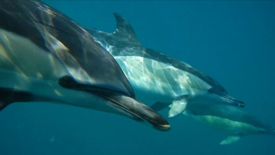 Lisbon: Dolphin Watching with Marine Biologist - Spotting dolphins with marine biologists is the point