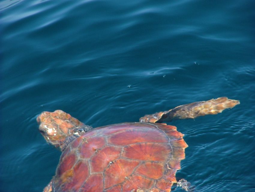 Lisbon: Dolphin Watching with Marine Biologist - Doca de Santo Amaro to sea: why the route matters