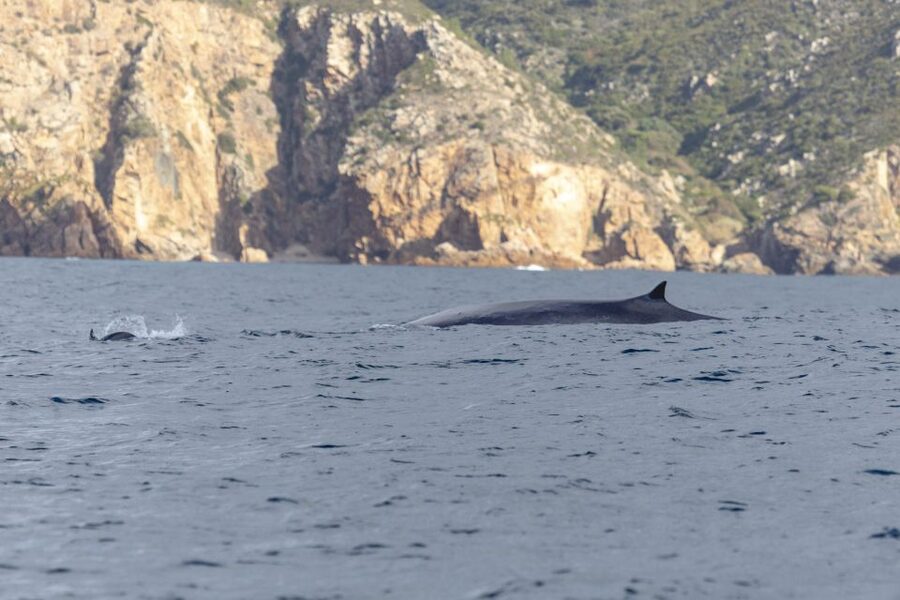 Lisbon: Dolphin Watching with Marine Biologist - Fort of São Lourenço do Bugio and Lisbon coastline views