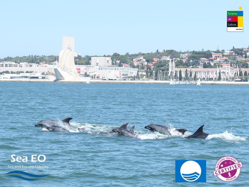 Lisbon: Dolphin Watching with Marine Biologist - Cascais waters: more chances, including bigger animals