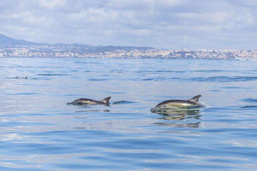Lisbon: Dolphin Watching with Marine Biologist - Price and value: why 76 euros or dollars can be fair here
