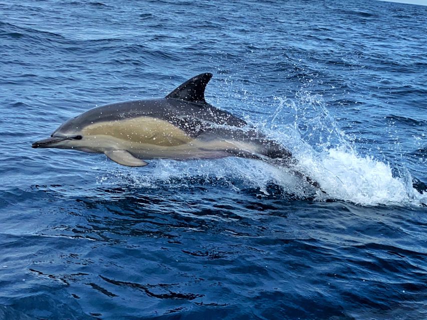 Lisbon: Dolphin Watching with Marine Biologist - Small Group - FAQ