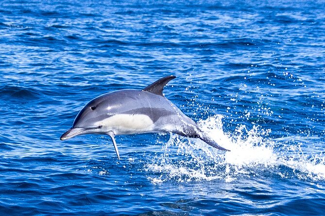 Lisbon: Dolphin Watching with Marine Biologist - Small Group - Entering the Mercedes-Benz Oceanic Lounge before you go