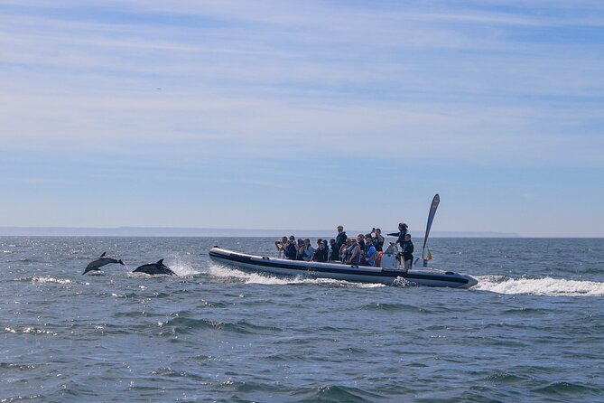 Lisbon: Dolphin Watching with Marine Biologist - Small Group - Fort of São Lourenço do Bugio and the Cascais photo stop
