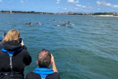 Dolphin Watching with Marine Biologist – Small Group