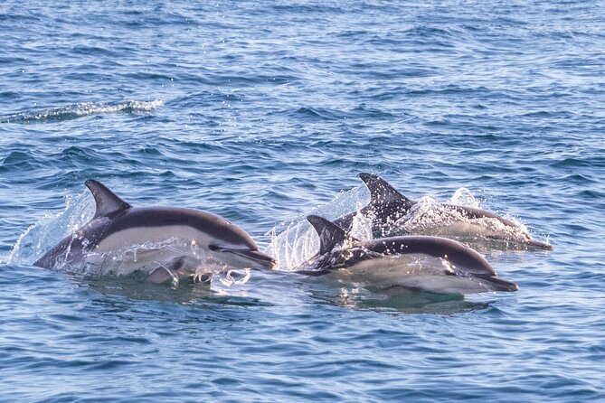 Lisbon: Dolphin Watching with Marine Biologist - Small Group - Marine biologist time: turning sightings into something you actually remember