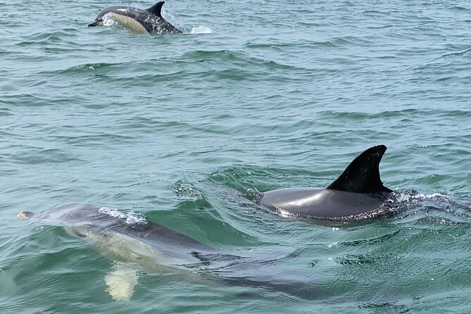 Lisbon: Dolphin Watching with Marine Biologist - Small Group - What you might see besides dolphins, and how the crew searches