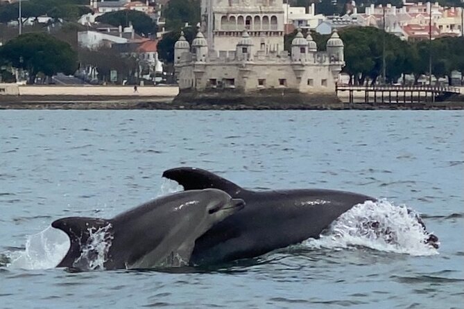 Lisbon: Dolphin Watching with Marine Biologist - Small Group - Price and value for a 3-hour marine wildlife hunt
