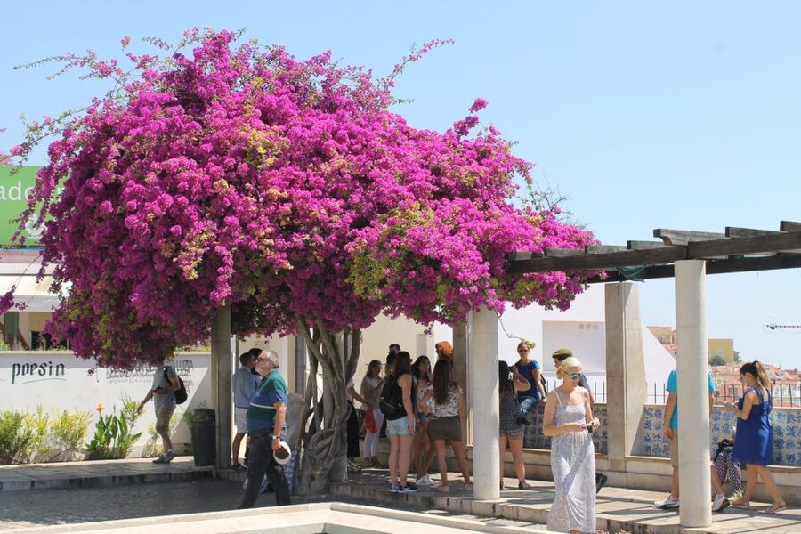 Lisbon: Full-Day Private Walking Sightseeing Tour - São Jorge Castle fast-pass access, plus what it means in real life