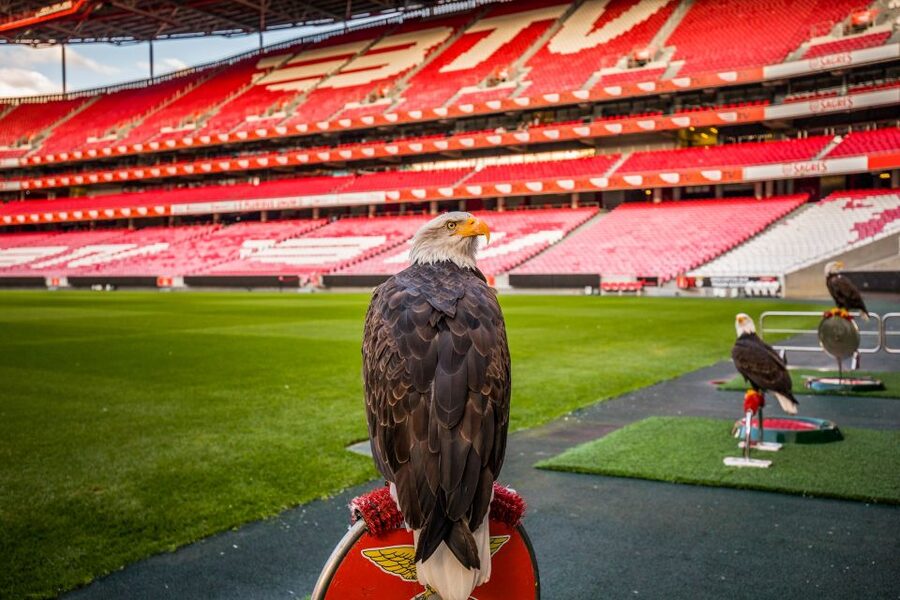 Lisbon: Luz Stadium Tour & SL Benfica Museum Entry - Cosme Damião Museum: 29 Themed Areas Over Three Floors
