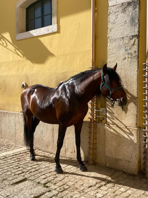 Lisbon: Morning of Equestrian Art with Lusitano Horses - Morning timing at Henrique Calado Riding Ring and Nora Patio