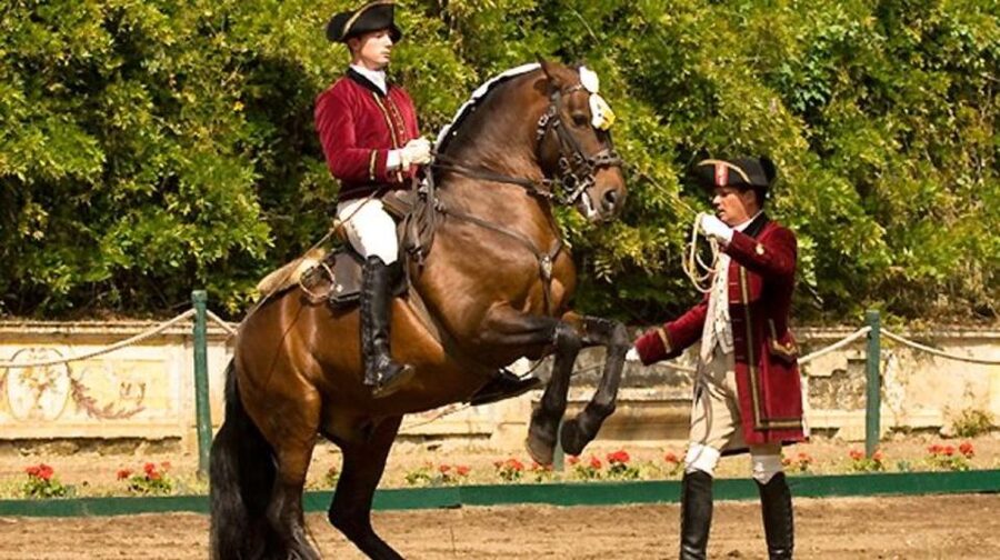 Lisbon: Morning of Equestrian Art with Lusitano Horses - What “behind the scenes” looks like here: handlers, care, and calm routine