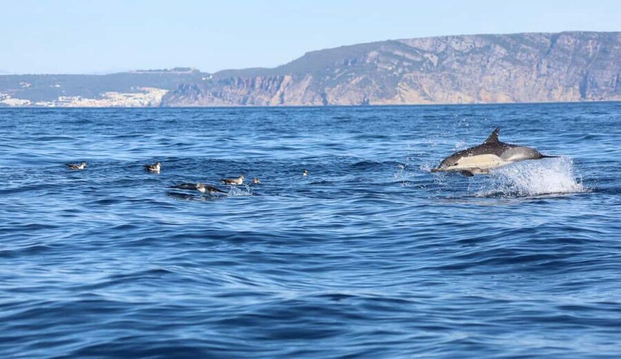 Lisbon: Ocean Safari with Marine Biologists - Key Things You Will Notice on This Safari