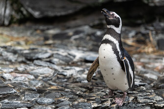 Lisbon Oceanario: Aquarium Entrance Ticket - Crowds and noise: the biggest drawback to manage