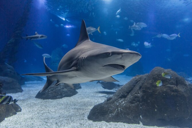 Lisbon Oceanario: Aquarium Entrance Ticket - Price and ticket value: is $30.17 worth it?