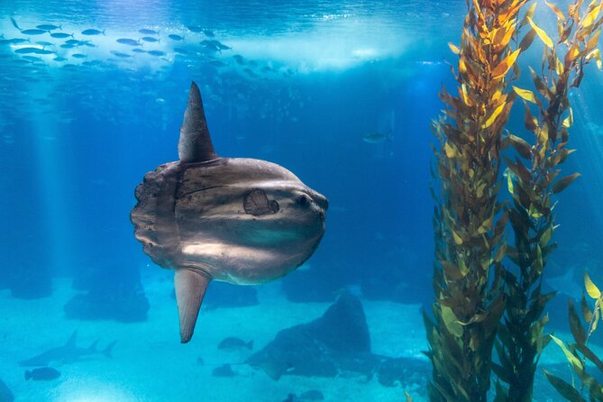 Lisbon Oceanario: Aquarium Entrance Ticket - Food, breaks, and making your aquarium day feel easy
