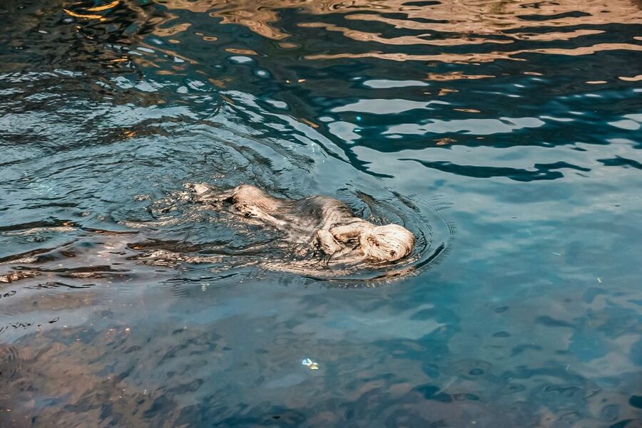Lisbon: Oceanário de Lisboa Entrance Ticket - Key highlights worth planning around