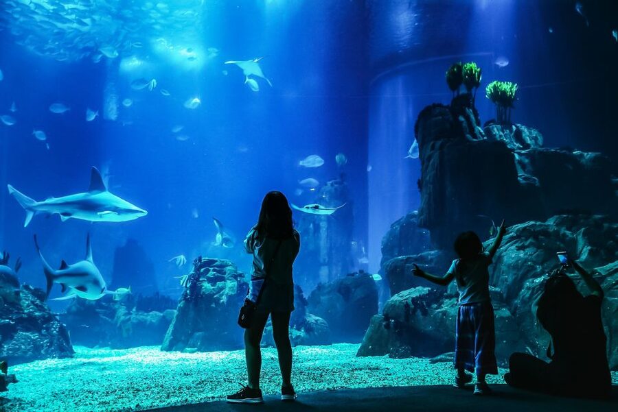 Lisbon: Oceanário de Lisboa Entrance Ticket - How long should you spend inside: a realistic 1-day plan