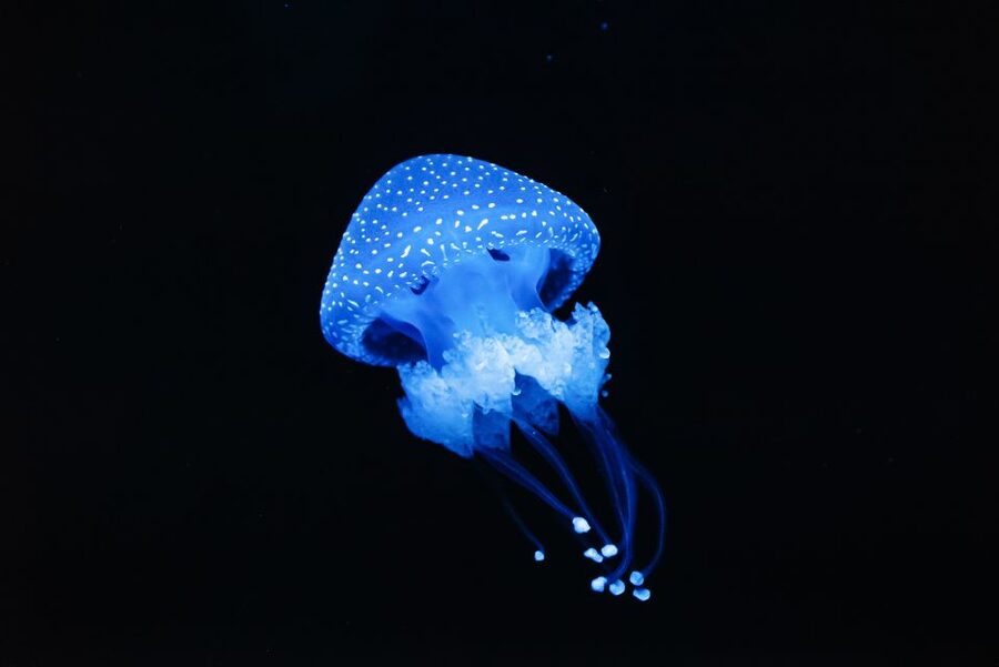 Lisbon: Oceanário de Lisboa Entrance Ticket - The animals you will remember: otters, sharks, rays, coral reefs, and more