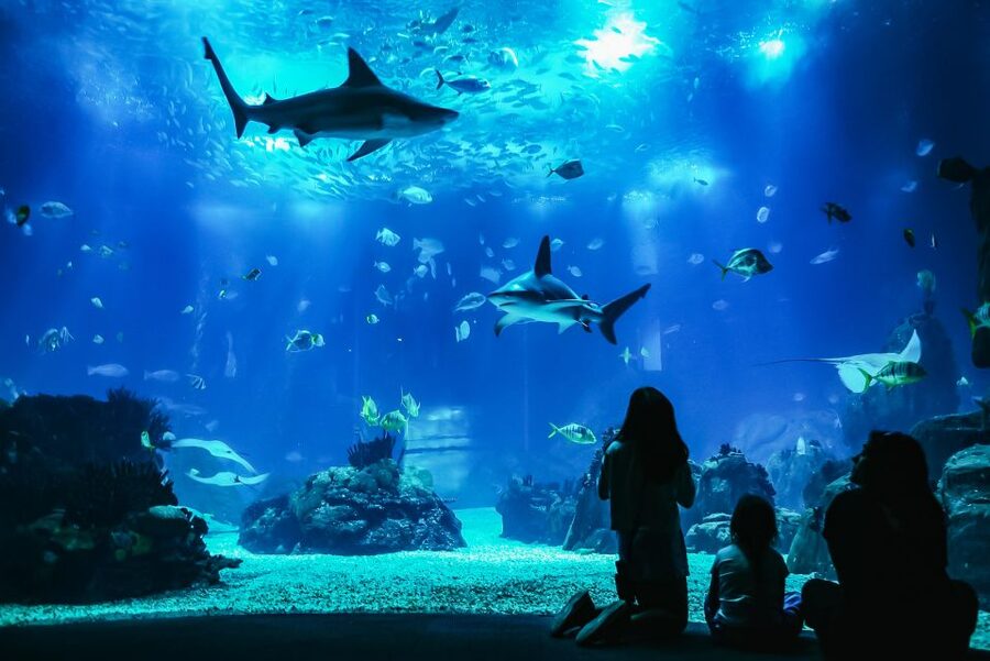 Lisbon: Oceanário de Lisboa Entrance Ticket - Watching time like a pro: crowds, photos, and how to avoid the stress