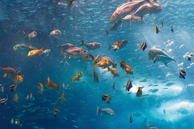 Lisbon Oceanarium and Belém and Modern Lisbon bus Hop On Hop Off Tours 48h - Oceanario de Lisboa: what you’ll see and how to protect your time