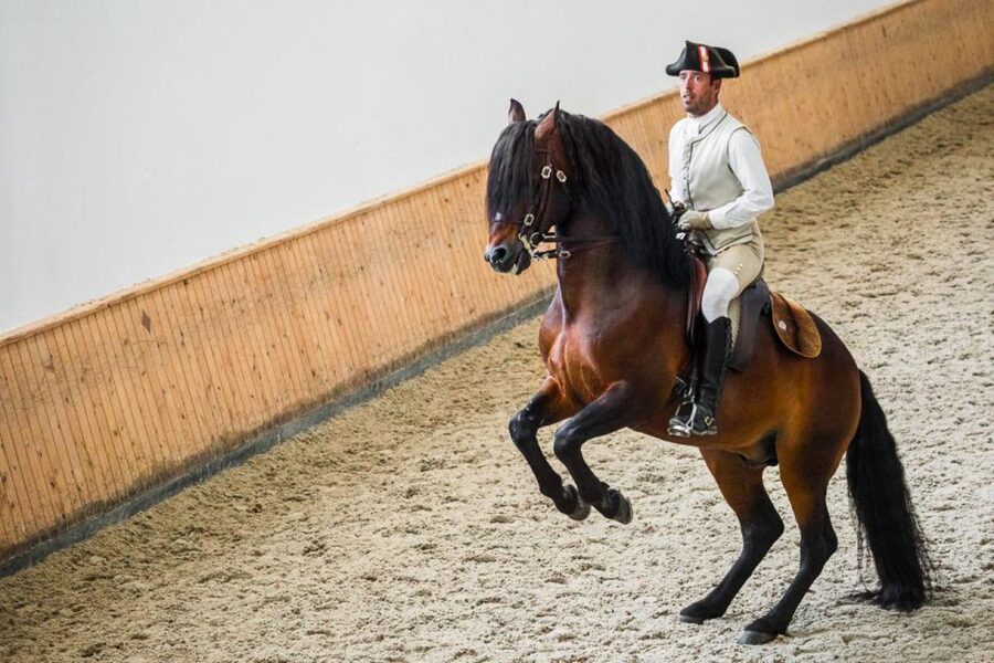 Lisbon: Portuguese Riding School Trainig with Lusitano Horse - Entering the Portuguese School: what the morning is really about