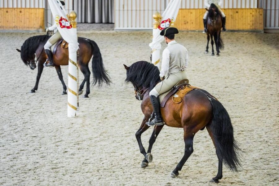 Lisbon: Portuguese Riding School Trainig with Lusitano Horse - Timing tips: when to go from the morning schedule