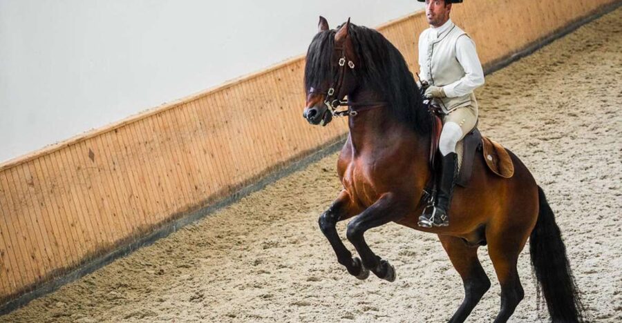 Lisbon: Portuguese Riding School Trainig with Lusitano Horse - Tickets, meeting point, and the paper rules you must follow