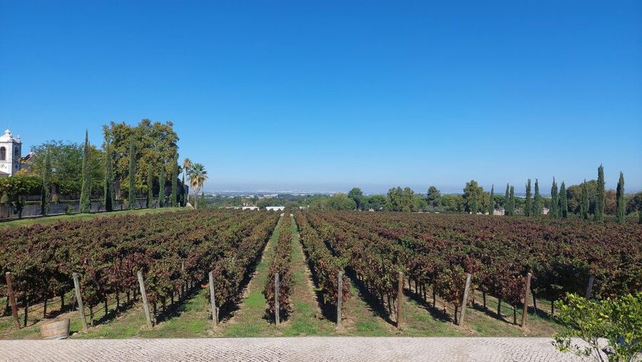 Lisbon: Private Full-Day Wine Tasting Tour in a premium car - Key things I’d circle before you book