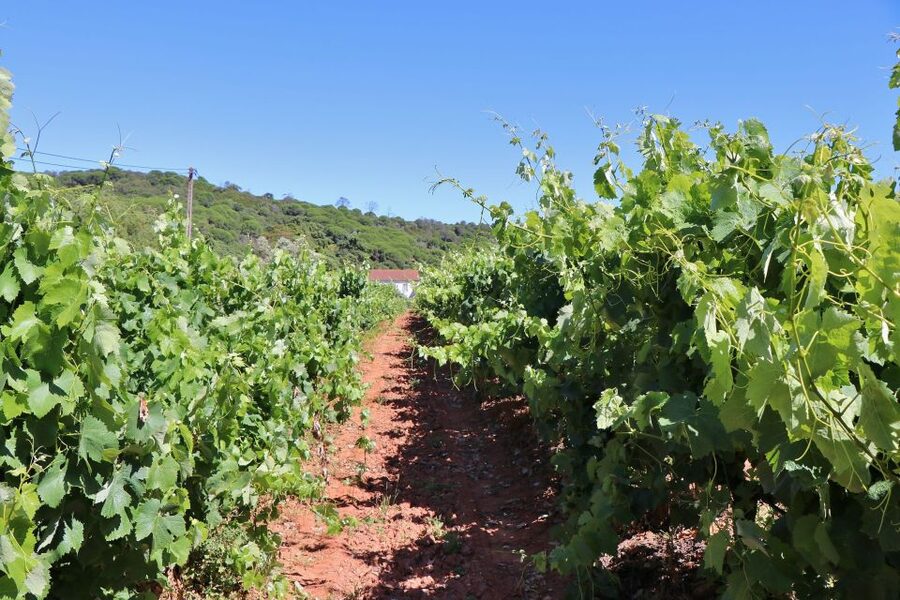 Lisbon Private Setúbal Region Wine Tasting Tour - Arrábida Natural Park views, not just a photo stop