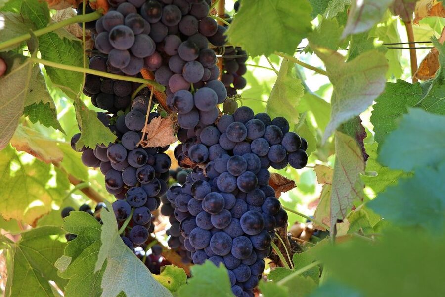 Lisbon Private Setúbal Region Wine Tasting Tour - Logistics that matter: pickup, timing, and comfort