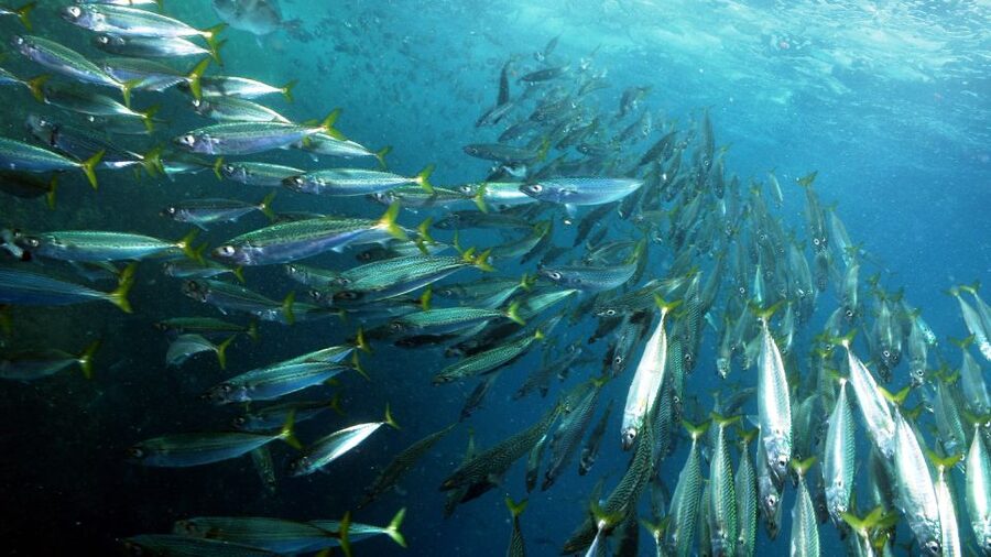 Lisbon: Snorkelling in Sesimbra/Arrábida Natural Park - Key things to look for before you go